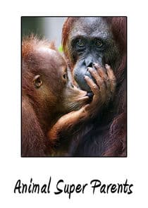 Animal Super Parents thumbnail