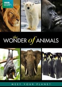 The Wonder of Animals thumbnail