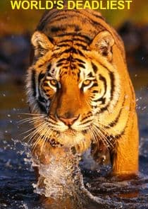 World's Deadliest thumbnail