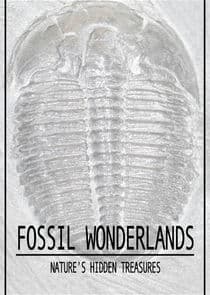 Fossil Wonderlands: Nature's Hidden Treasures thumbnail
