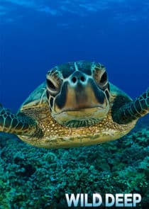 Wild Deep thumbnail