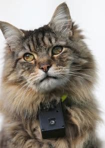 The Truth About Cats thumbnail