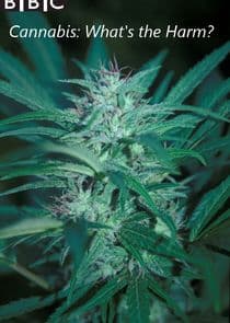 Cannabis: What's the Harm? thumbnail