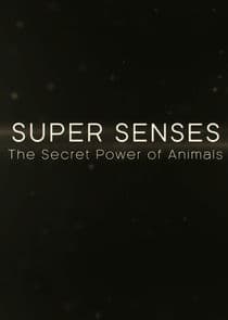 Super Senses: The Secret Power of Animals thumbnail