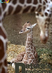 Nature's Newborns thumbnail