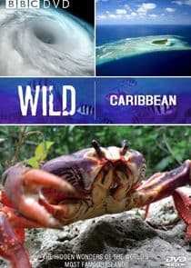 Wild Caribbean thumbnail