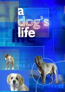 A Dog's Life thumbnail