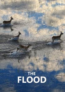 The Flood thumbnail