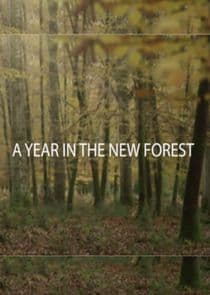 A Year in the New Forest thumbnail