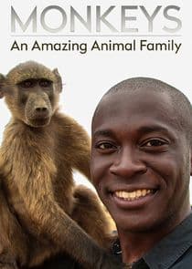 Monkeys: An Amazing Animal Family thumbnail
