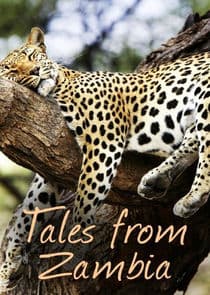 Tales from Zambia thumbnail