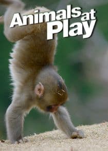 Animals at Play thumbnail