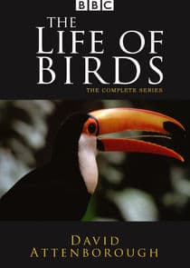 The Life of Birds thumbnail