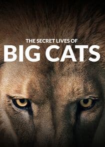 The Secret Lives of Big Cats thumbnail
