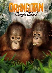 Orangutan Jungle School thumbnail