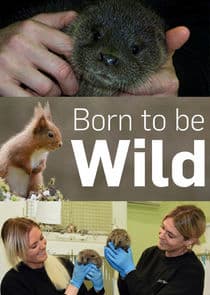 Born to Be Wild thumbnail