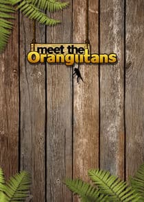 Meet the Orangutans thumbnail