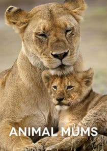 Animal Mums thumbnail
