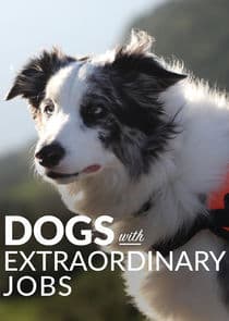 Dogs with Extraordinary Jobs thumbnail