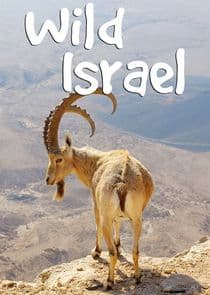 Wild Israel thumbnail
