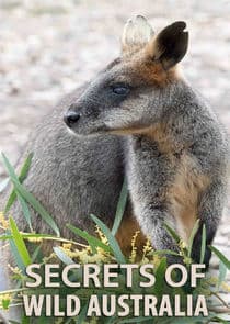 Secrets of Wild Australia thumbnail