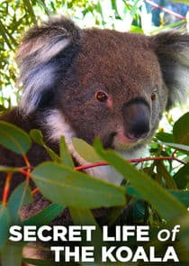 Secret Life of the Koala thumbnail