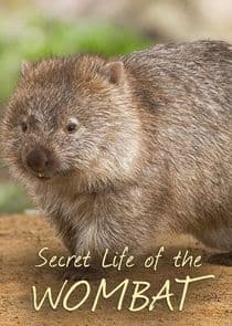 Secret Life of the Wombat thumbnail
