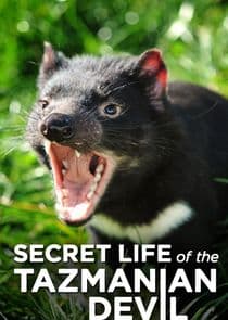 Secret Life of the Tasmanian Devil thumbnail