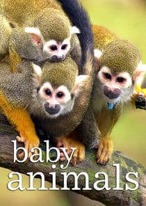 Baby Animals thumbnail