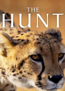 The Hunt thumbnail