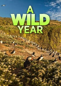 A Wild Year thumbnail