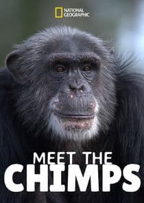 Meet the Chimps thumbnail