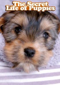 The Secret Life of Puppies thumbnail