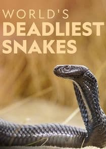 World's Deadliest Snakes thumbnail