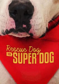 Rescue Dog to Super Dog thumbnail