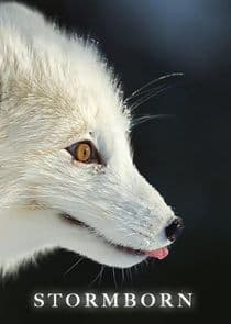 Stormborn thumbnail