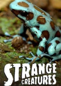 Strange Creatures thumbnail