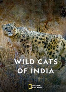 Wild Cats of India thumbnail