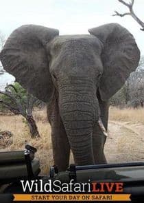Wild Safari Live thumbnail