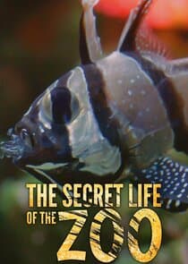The Secret Life of the Zoo thumbnail