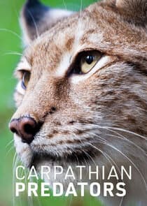 Carpathian Predators thumbnail