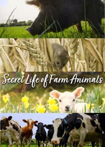 Secret Life of Farm Animals thumbnail