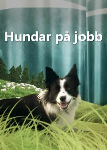 Hundar på jobb thumbnail