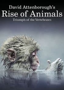 David Attenborough's Rise of Animals thumbnail
