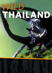 Wild Thailand thumbnail