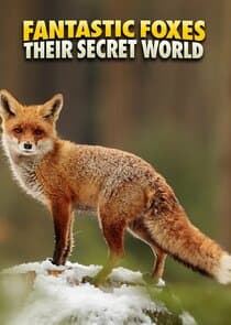 Fantastic Foxes: Their Secret World thumbnail