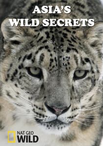 Asia's Wild Secrets thumbnail