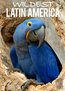 Wildest Latin America thumbnail