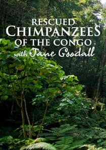 Rescued Chimpanzees of the Congo with Jane Goodall thumbnail