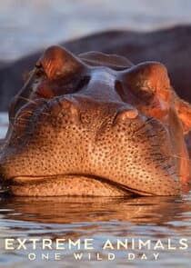 Extreme Animals: One Wild Day thumbnail